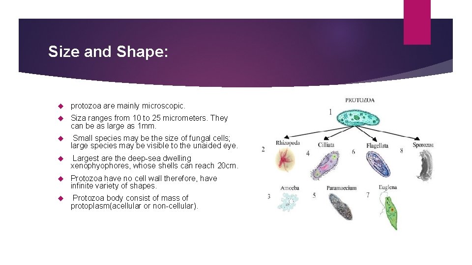 Size and Shape: protozoa are mainly microscopic. Siza ranges from 10 to 25 micrometers.