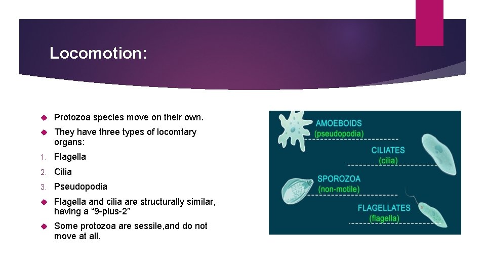 Locomotion: Protozoa species move on their own. They have three types of locomtary organs: