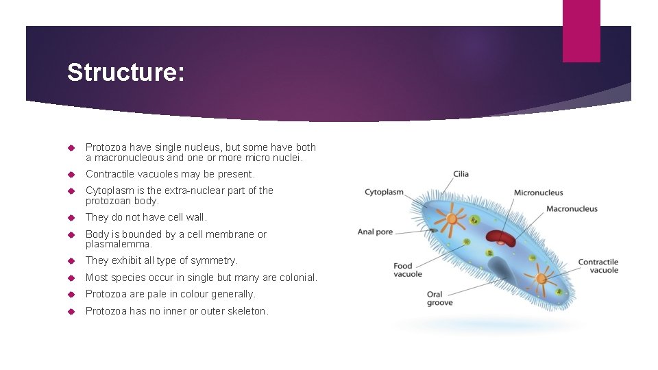 Structure: Protozoa have single nucleus, but some have both a macronucleous and one or