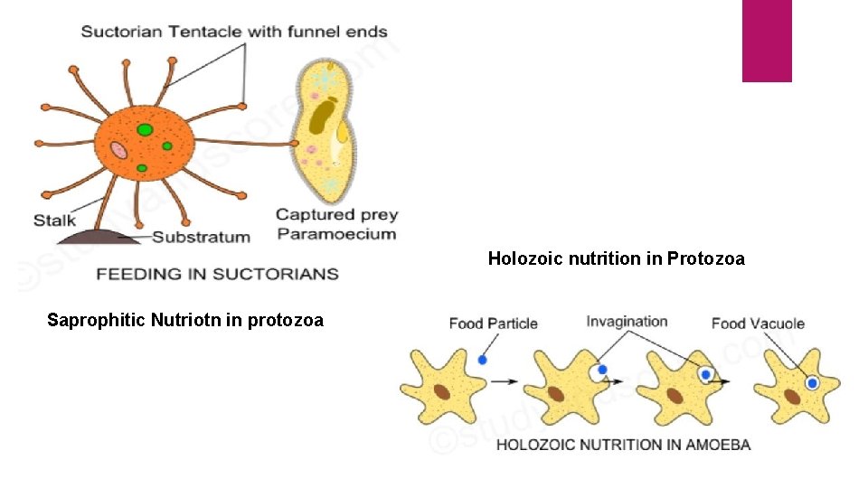 Holozoic nutrition in Protozoa Saprophitic Nutriotn in protozoa 