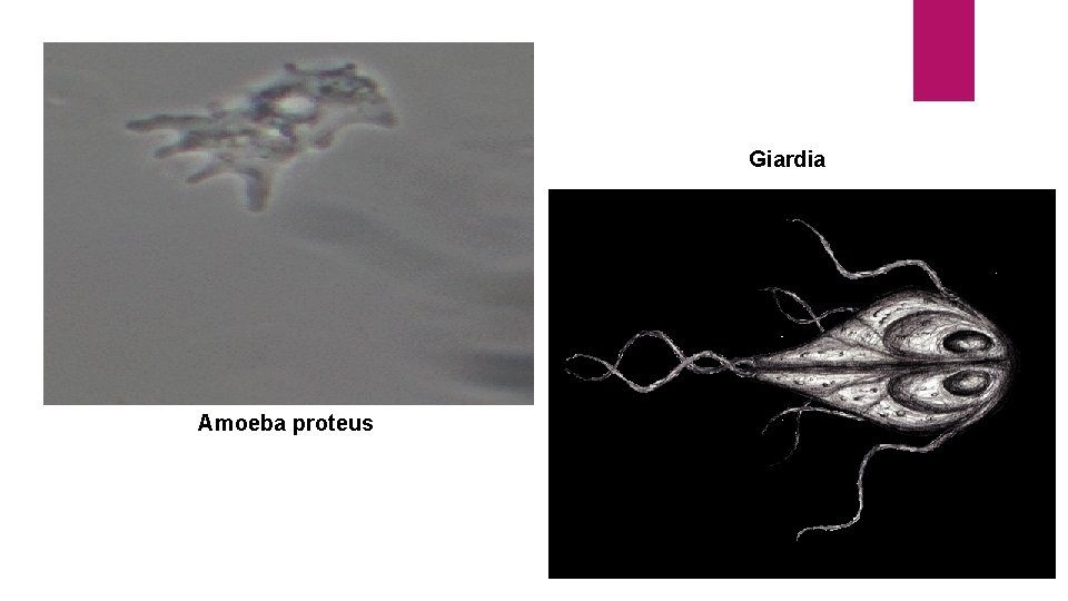 Giardia Amoeba proteus 