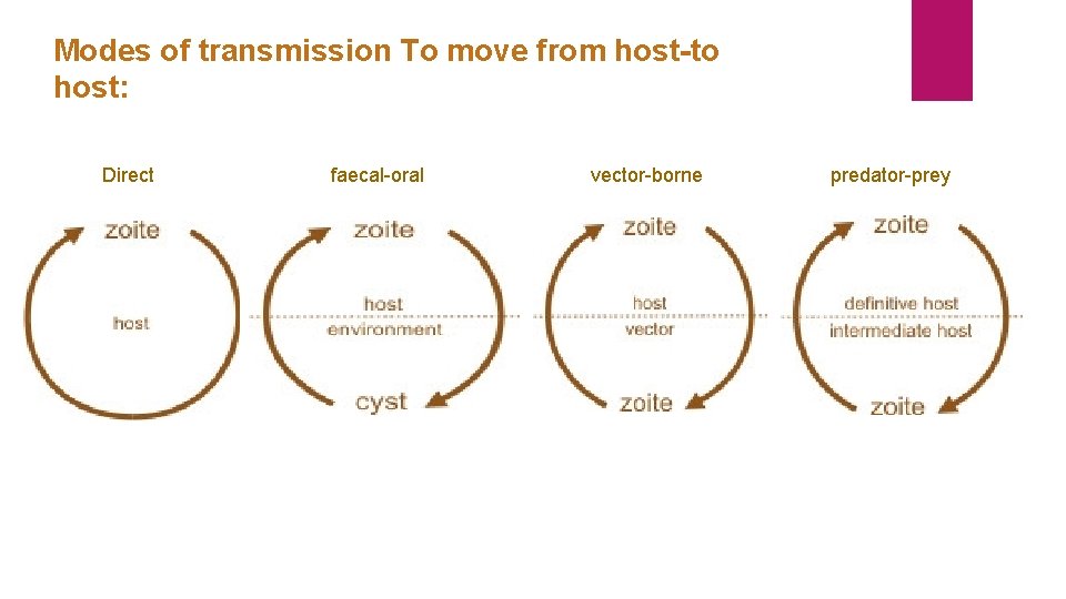 Modes of transmission To move from host-to host: Direct faecal-oral vector-borne predator-prey 