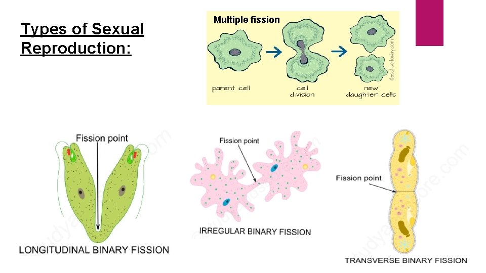 Types of Sexual Reproduction: Multiple fission Types of Sexual Reproduction: Multiple fission