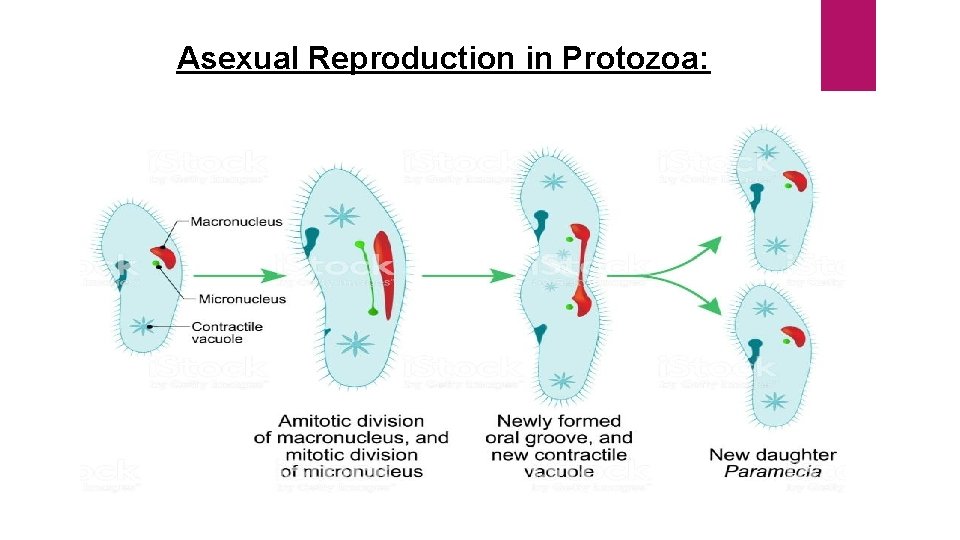 Asexual Reproduction in Protozoa: 