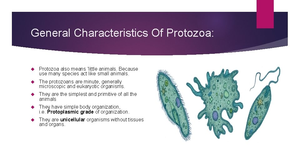 General Characteristics Of Protozoa: Protozoa also means ‘little animals. Because many species act like General Characteristics Of Protozoa: Protozoa also means ‘little animals. Because many species act like