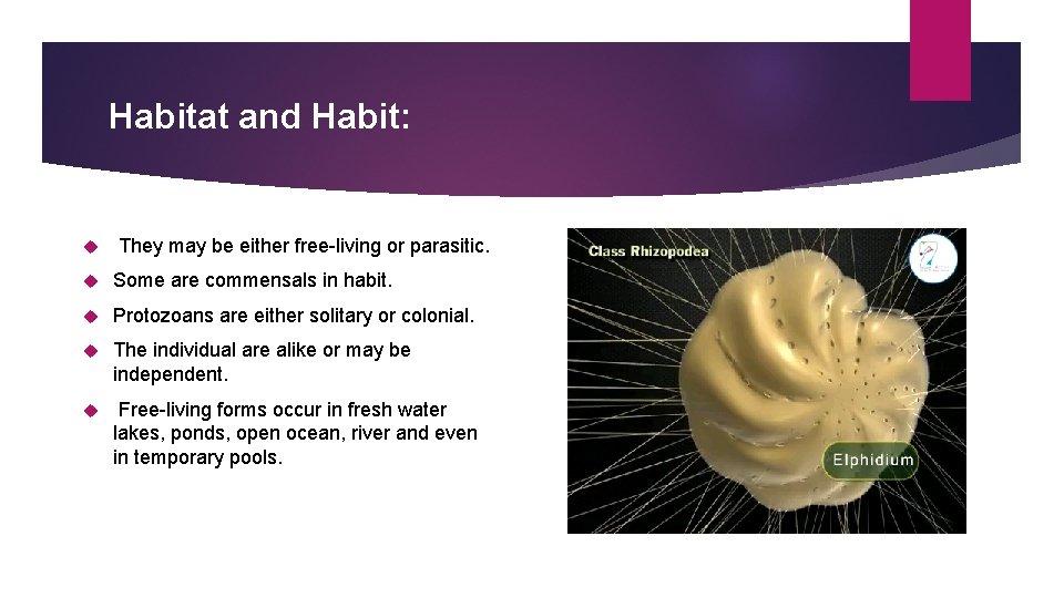 Habitat and Habit: They may be either free-living or parasitic. Some are commensals in