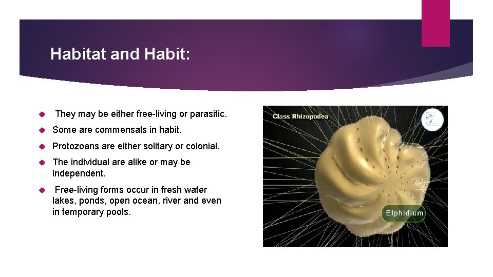 Habitat and Habit: They may be either free-living or parasitic. Some are commensals in Habitat and Habit: They may be either free-living or parasitic. Some are commensals in