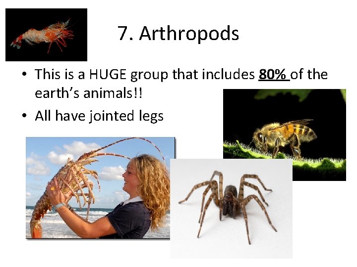 7. Arthropods • This is a HUGE group that includes 80% of the earth’s