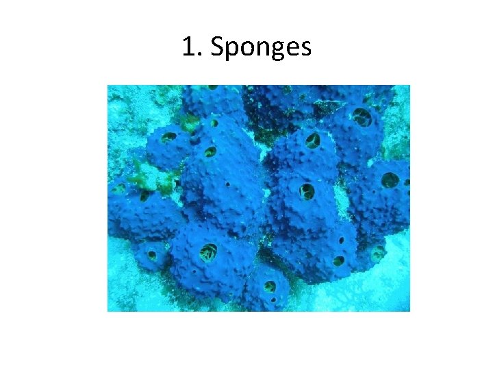1. Sponges 