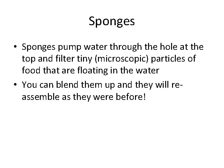 Sponges • Sponges pump water through the hole at the top and filter tiny