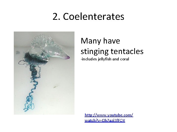 2. Coelenterates Many have stinging tentacles -includes jellyfish and coral http: //www. youtube. com/