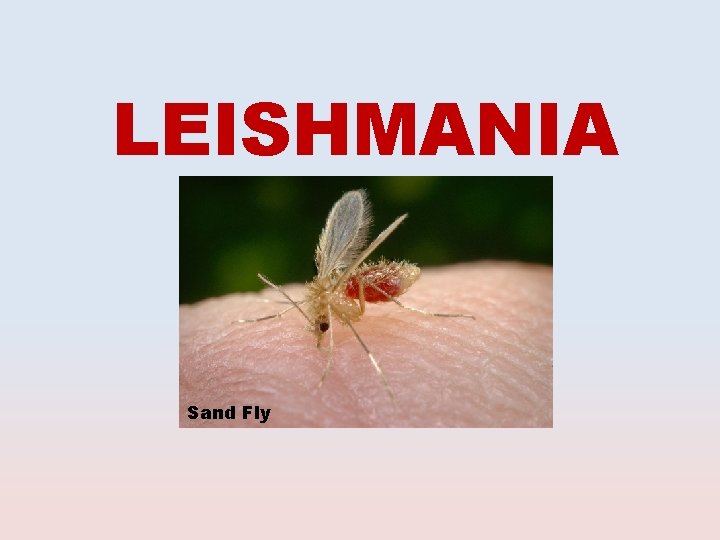 LEISHMANIA Sand Fly 