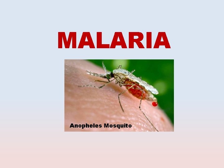 MALARIA Anopheles Mosquito 