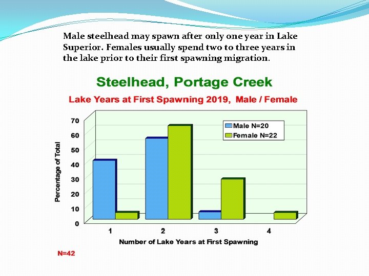 Male steelhead may spawn after only one year in Lake Superior. Females usually spend