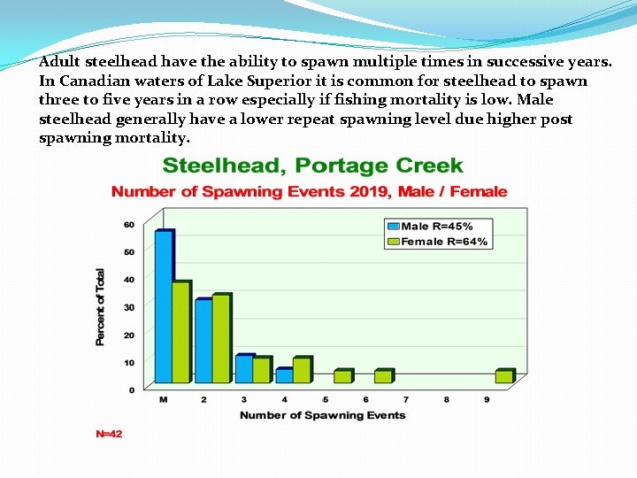 Adult steelhead have the ability to spawn multiple times in successive years. In Canadian