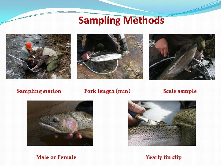 Sampling Methods Sampling station Male or Female Fork length (mm) Scale sample Yearly fin