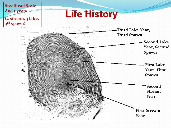 Steelhead Scale: Age 5 years (2 stream, 3 lake, 3 rd spawn) Life History