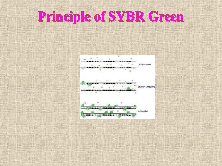 Principle of SYBR Green 