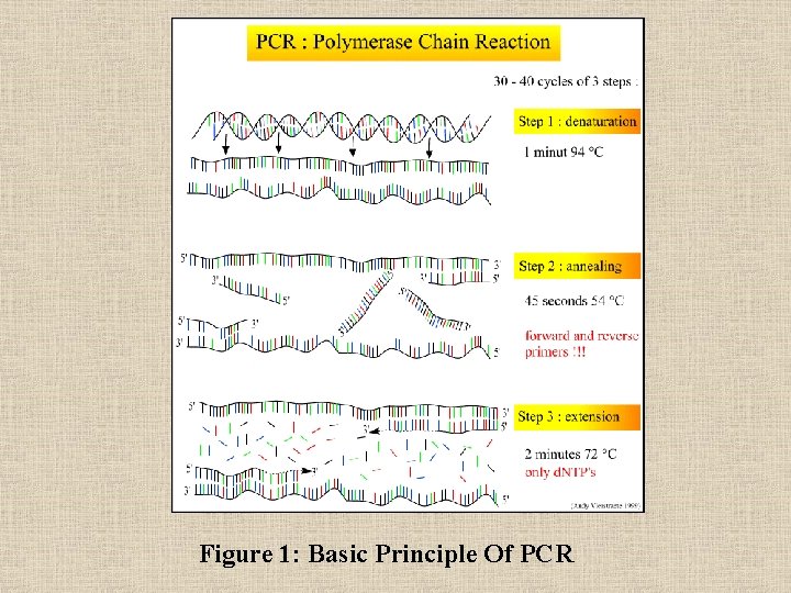 Figure 1: Basic Principle Of PCR 