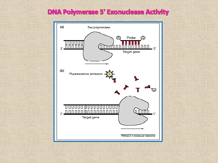 DNA Polymerase 5' Exonuclease Activity 