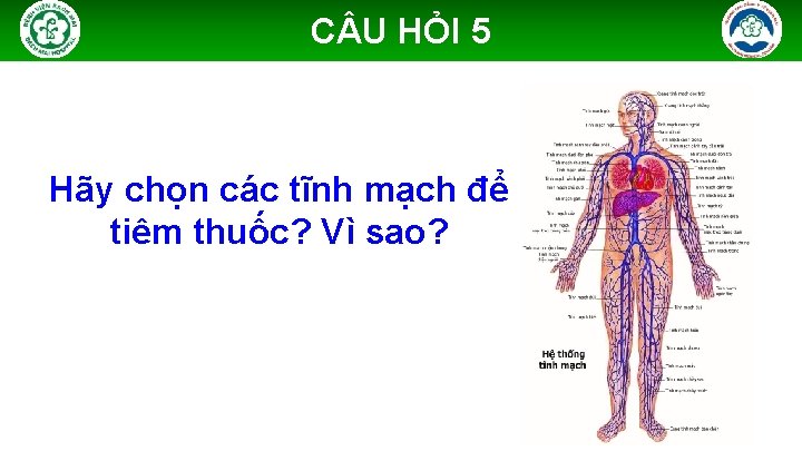 C U HỎI 5 Hãy chọn các tĩnh mạch để tiêm thuốc? Vì sao?