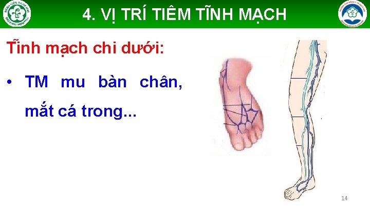 4. VỊ TRÍ TIÊM TĨNH MẠCH Ti nh ma ch chi dưới: • TM