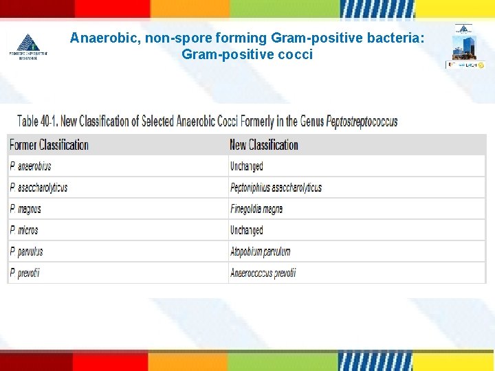 Anaerobic, non-spore forming Gram-positive bacteria: Gram-positive cocci 