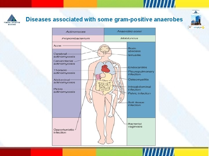 Diseases associated with some gram-positive anaerobes 