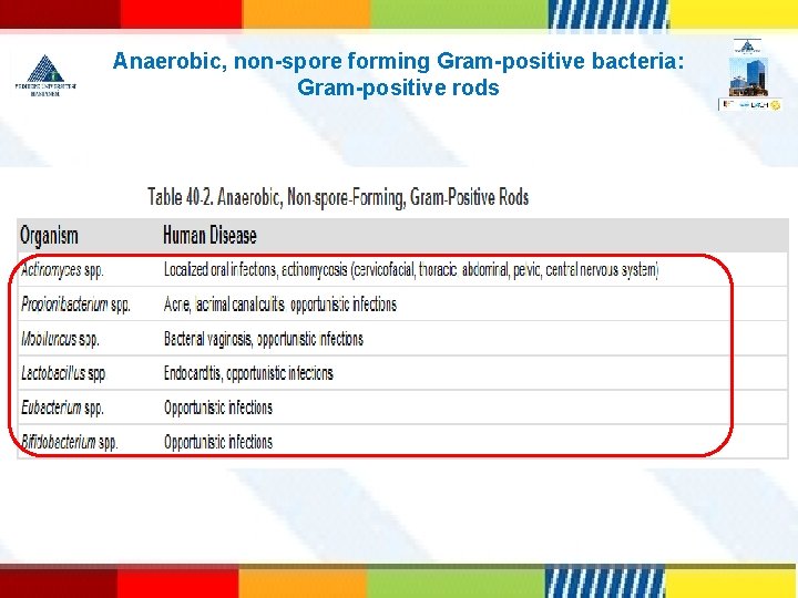 Anaerobic, non-spore forming Gram-positive bacteria: Gram-positive rods 