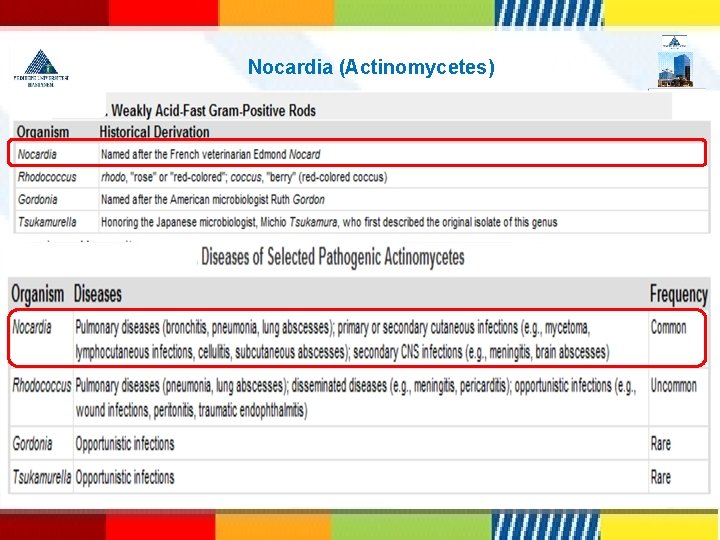  Nocardia (Actinomycetes) 