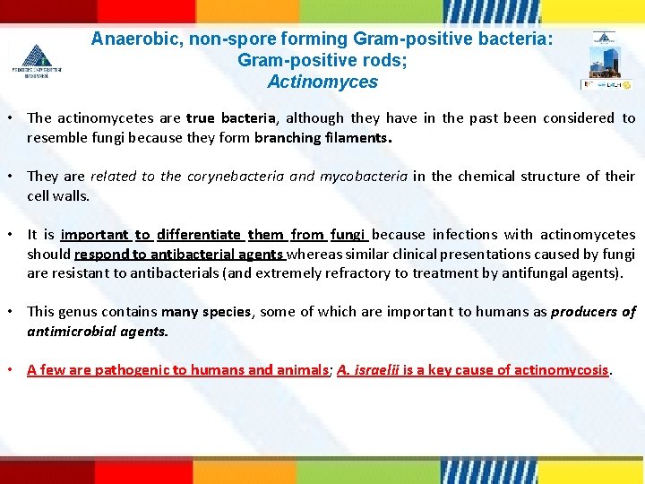 Anaerobic, non-spore forming Gram-positive bacteria: Gram-positive rods; Actinomyces • The actinomycetes are true bacteria,