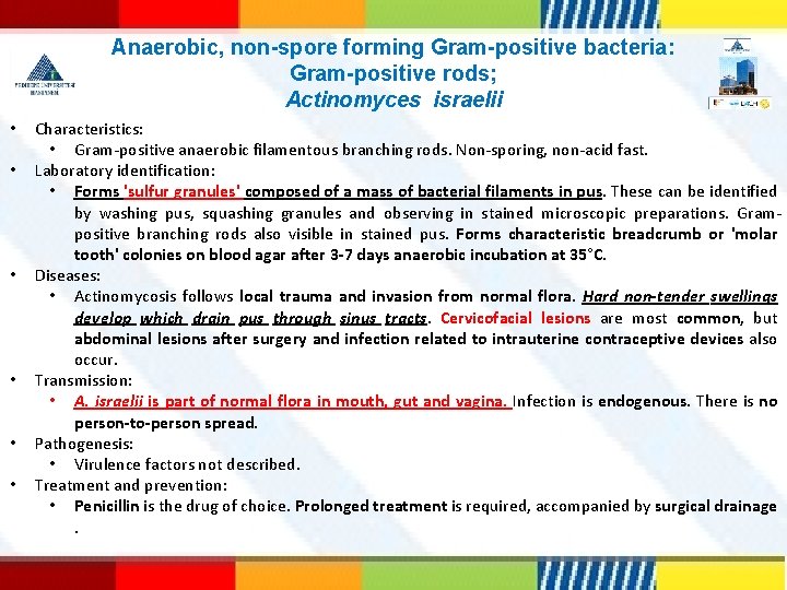 Anaerobic, non-spore forming Gram-positive bacteria: Gram-positive rods; Actinomyces israelii • • • Characteristics: •
