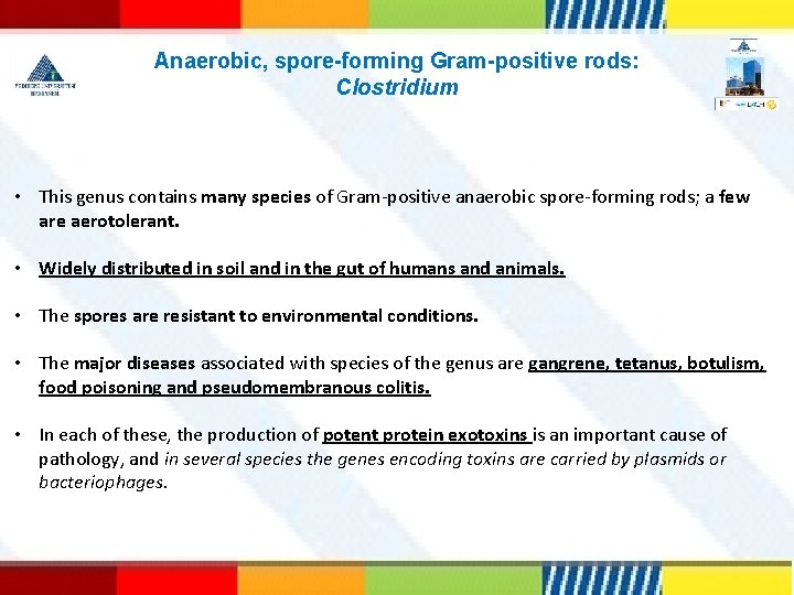 Anaerobic, spore-forming Gram-positive rods: Clostridium • This genus contains many species of Gram-positive anaerobic