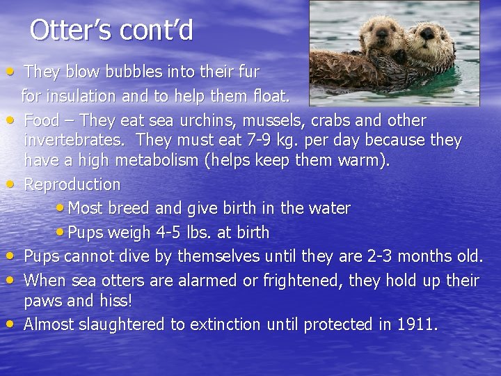 Otter’s cont’d • They blow bubbles into their fur • • • for insulation