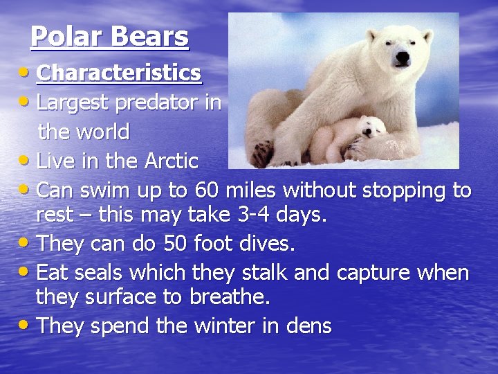 Polar Bears • Characteristics • Largest predator in the world • Live in the