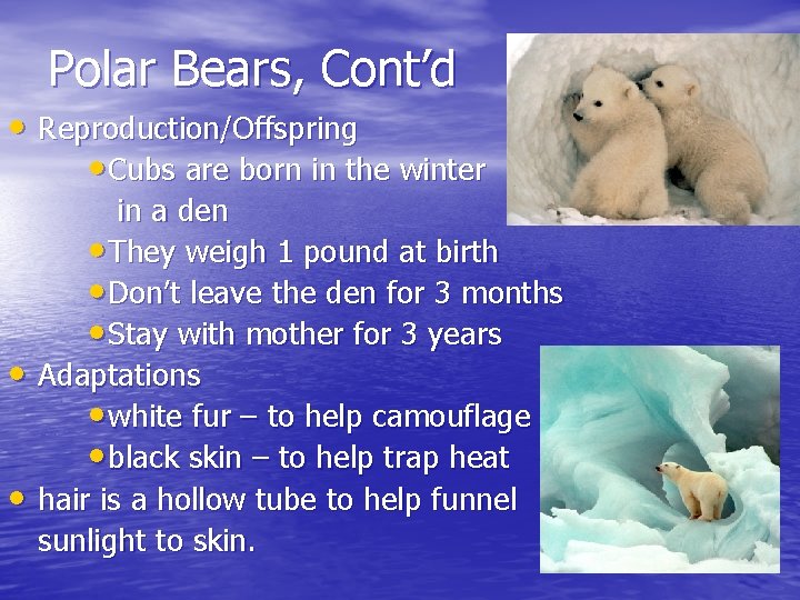 Polar Bears, Cont’d • Reproduction/Offspring • Cubs are born in the winter • •