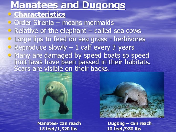 Manatees and Dugongs • Characteristics • Order Sirenia – means mermaids • Relative of