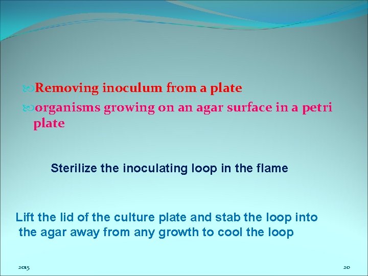  Removing inoculum from a plate organisms growing on an agar surface in a