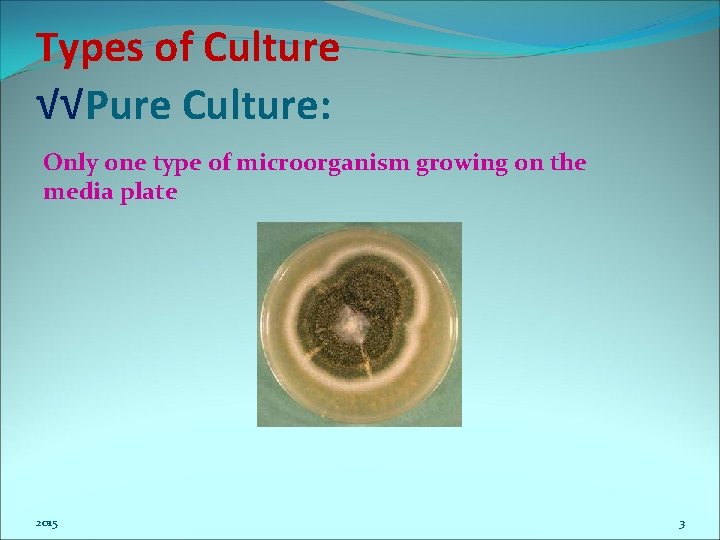 Types of Culture √√Pure Culture: Only one type of microorganism growing on the media