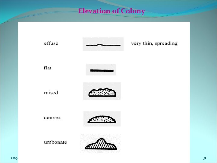 Elevation of Colony 2015 31 