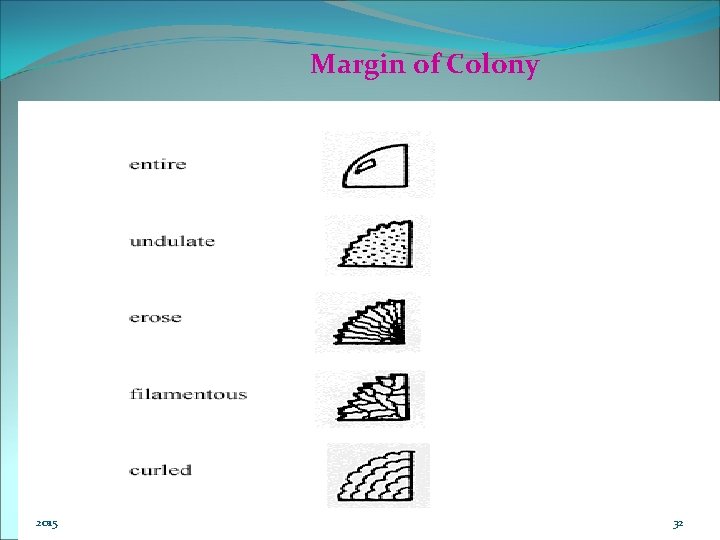 Margin of Colony 2015 32 