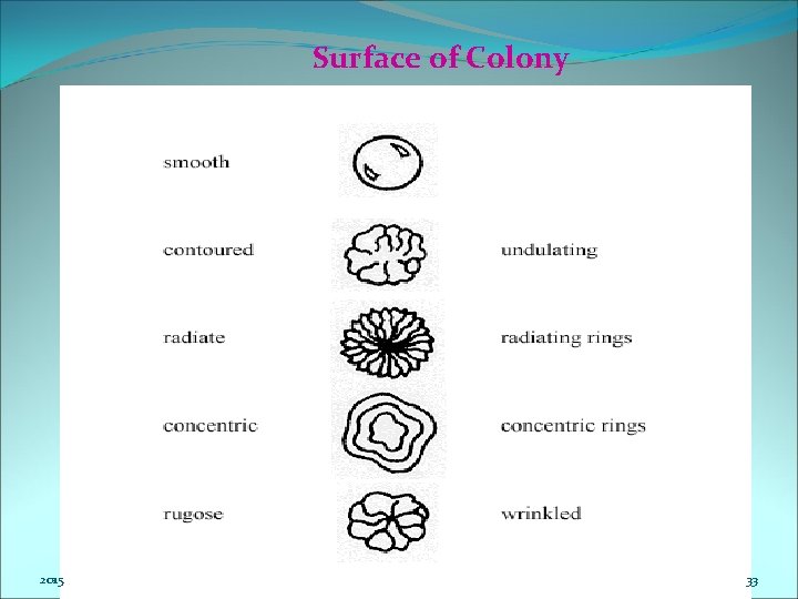 Surface of Colony 2015 33 
