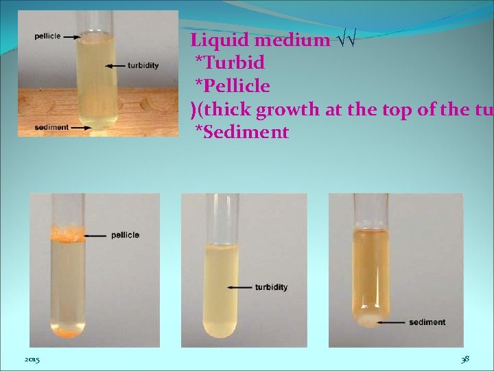 Liquid medium √√ *Turbid *Pellicle )(thick growth at the top of the tu *Sediment