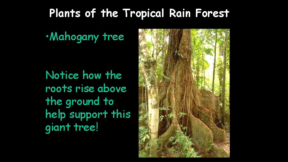 Plants of the Tropical Rain Forest • Mahogany tree Notice how the roots rise