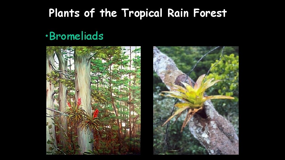 Plants of the Tropical Rain Forest • Bromeliads 