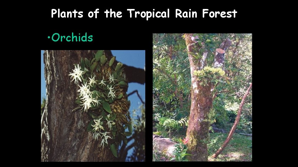 Plants of the Tropical Rain Forest • Orchids 