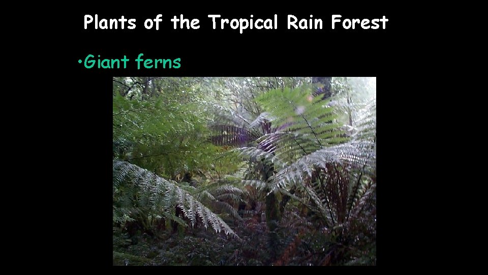 Plants of the Tropical Rain Forest • Giant ferns 