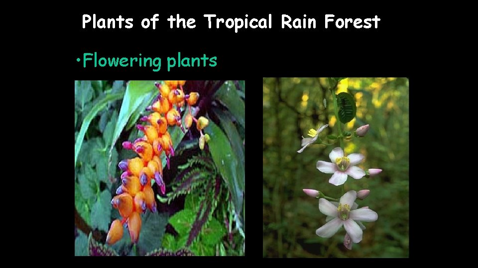 Plants of the Tropical Rain Forest • Flowering plants 