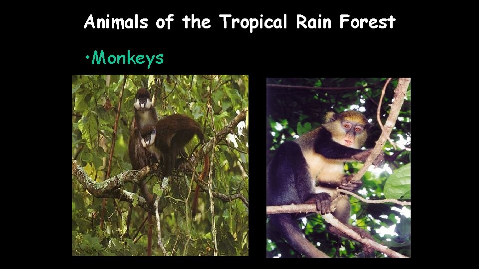 Animals of the Tropical Rain Forest • Monkeys 