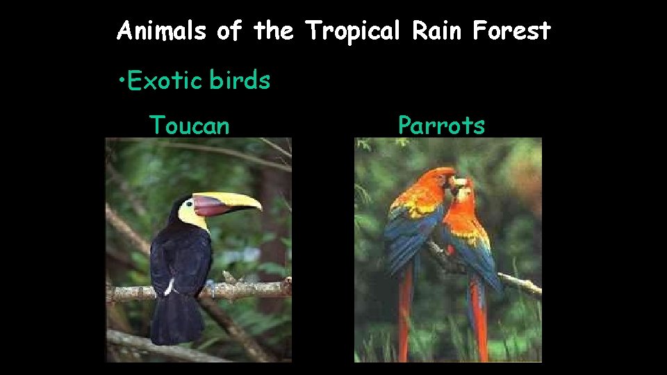 Animals of the Tropical Rain Forest • Exotic birds Toucan Parrots 